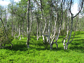 Träd, Fjällbjörk i Borgafjäll