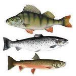 Fisk i Borgafjäll